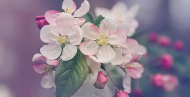 consejos para tener flores en tu jardín