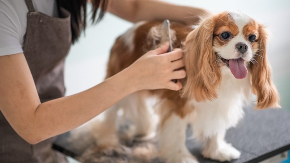 Consejos para elegir el mejor curso de peluquería canina